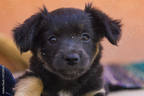 Curious looking black little puppy portrait © Kemal