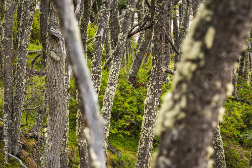 Lichen on forest tree trunks in Los Glaciares National Park, Patagonia, Chile photo