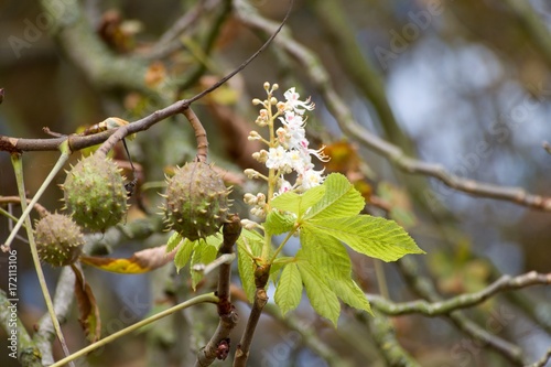 confused chestnut tree with blossom and fruit together