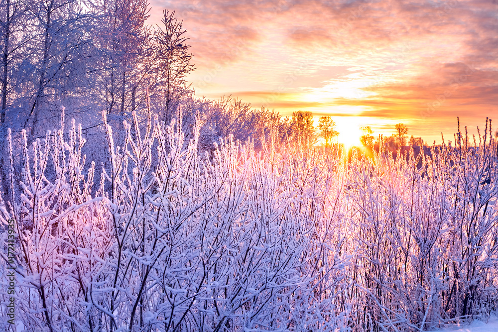 winter landscape with sunset and forest. trees winter covered with snow in rays of sunset. - obrazy, fototapety, plakaty 