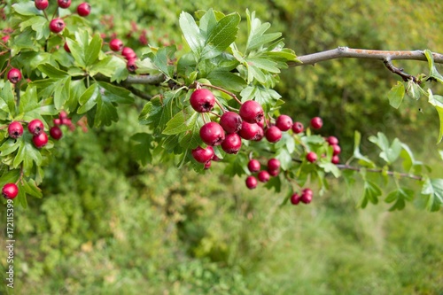 detail of autumb berry on a tree branch