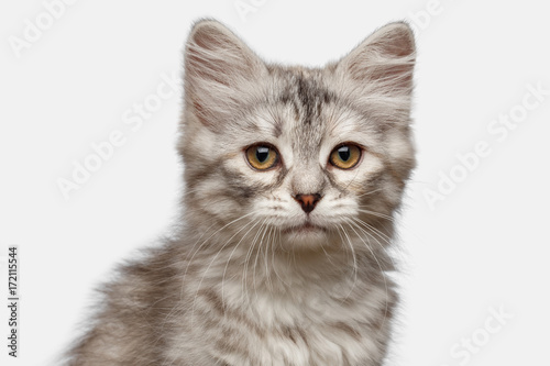 Portrait of Silver Tabby Siberian kitten looking at camera on isolated white background, front view