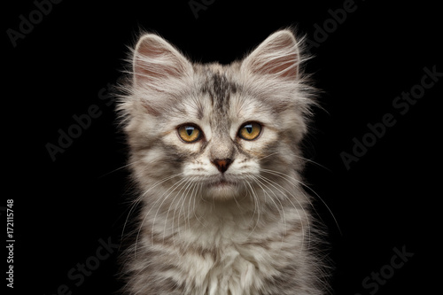 Portrait of Silver Tabby Siberian kitten looking at camera on isolated black background, front view