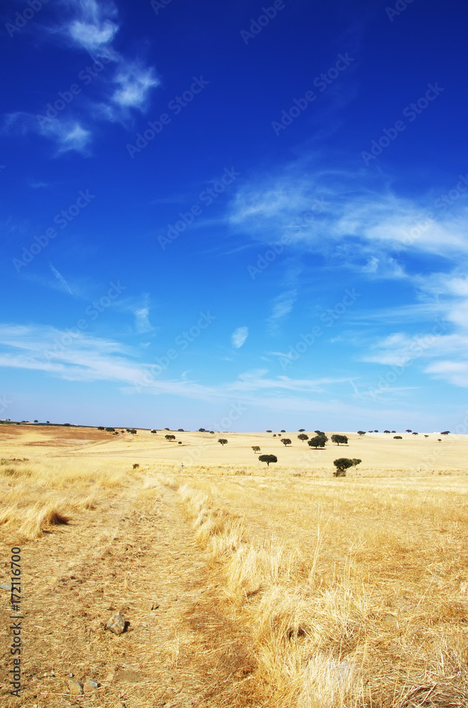 Countryside landscape. Alentejo region, Portugal