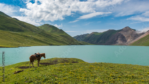 Lonely horse in mountains of Kyrgyzstan