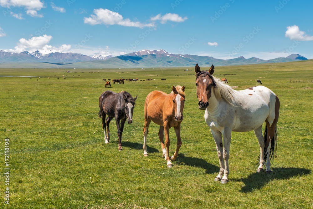 Beautiful horses in lake SongKol Kyrgyzstan