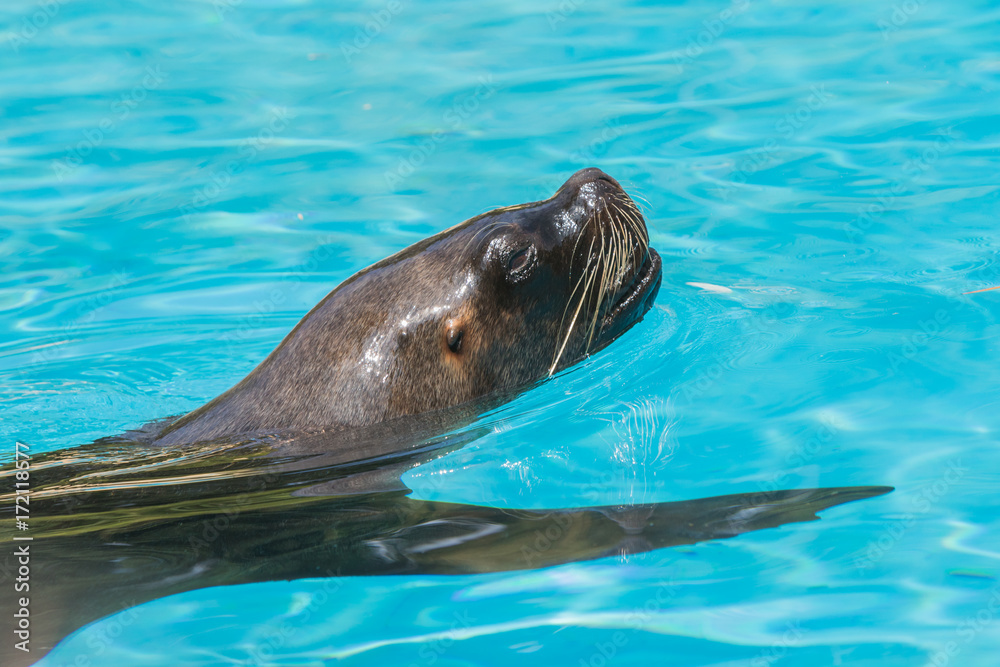 Fototapeta premium Otarie