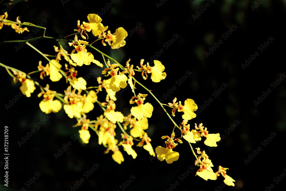 Golden Shower Orchid Isolated