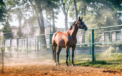 Horse on paddock in riding school