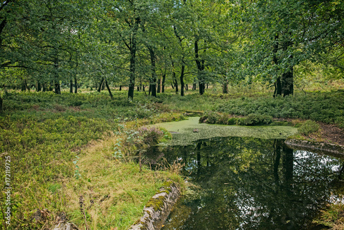 Little pond in forest with deciduous trees.