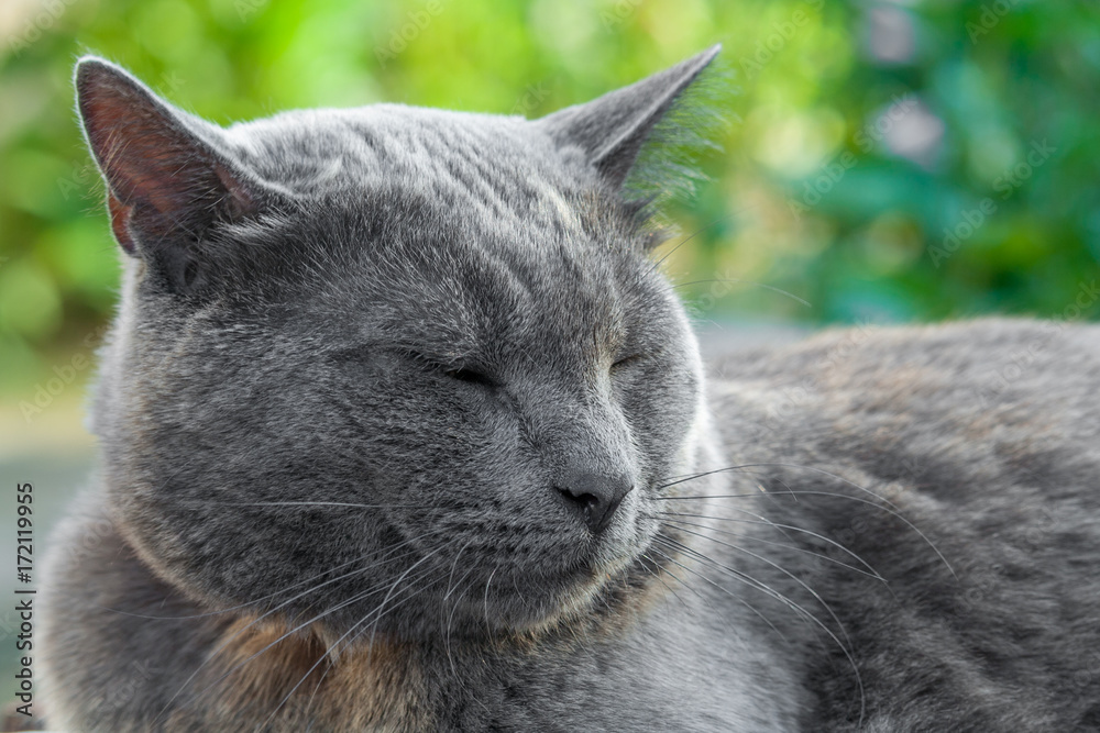 Obraz premium Gray cat with closed eyes