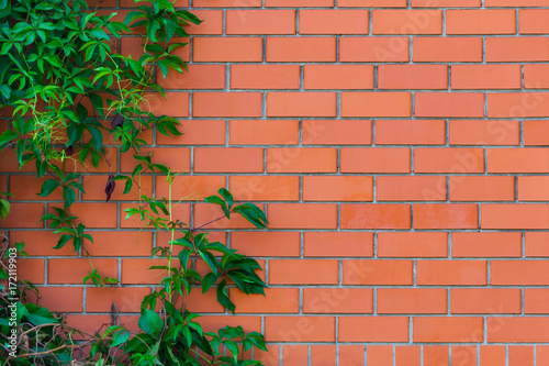 Red brickwork with liana (texture, background)