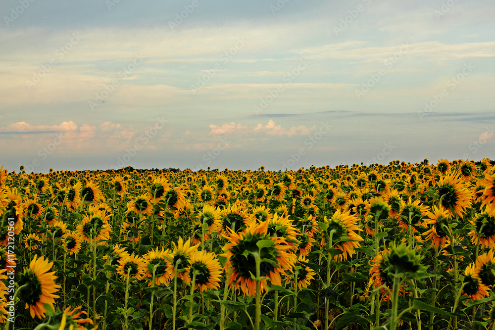 Obraz premium Field with sunflower plants in the evening.