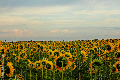 Field with sunflower plants in the evening.