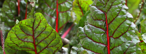 banner lettuce leaf chard grows