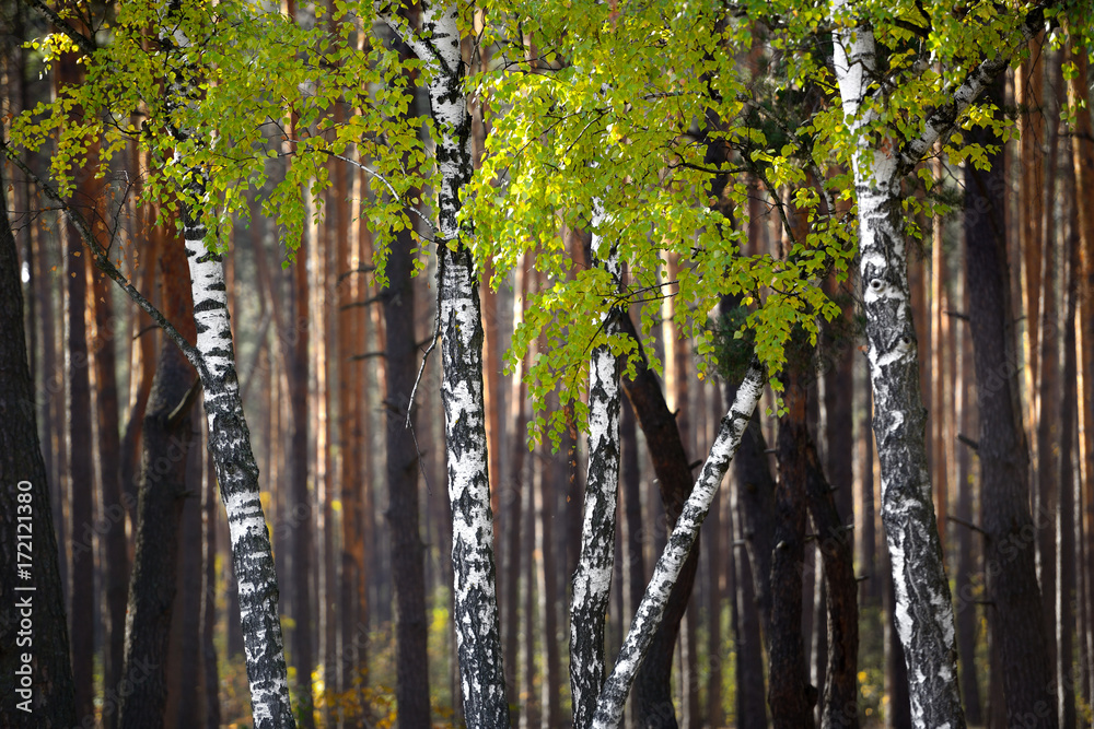 Naklejka premium Birches in the forest