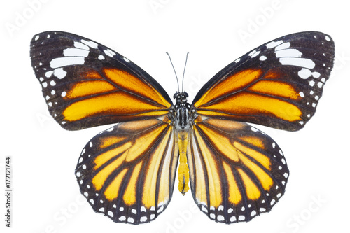 фотографія Top view of common tiger butterfly ( Danaus genutia ) on white