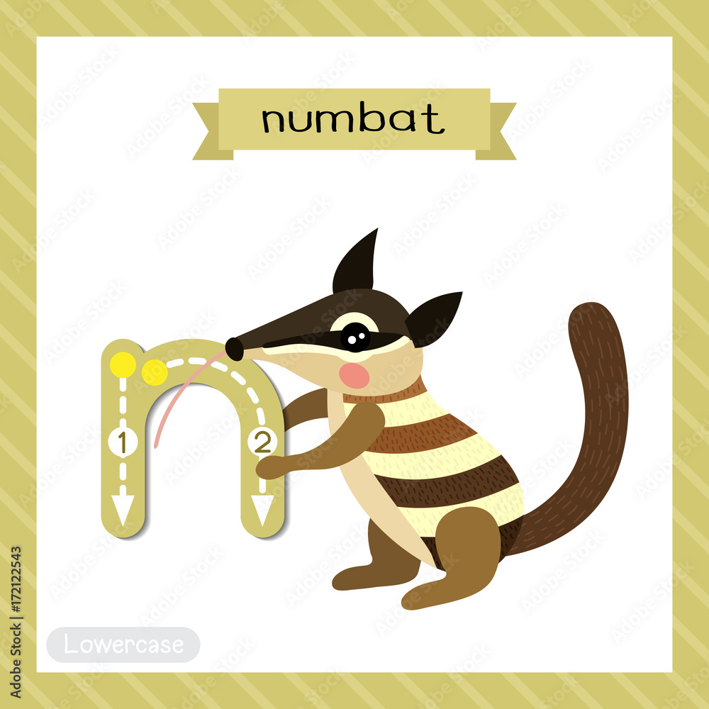 Letter N lowercase cute children colorful zoo and animals ABC alphabet  tracing flashcard of Numbat for kids learning English vocabulary and  handwriting vector illustration. Stock Vector | Adobe Stock