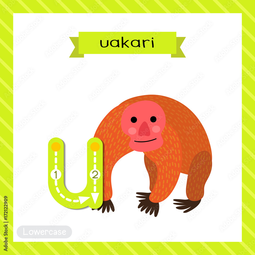 Letter U lowercase cute children colorful zoo and animals ABC alphabet  tracing flashcard of Uakari for kids learning English vocabulary and  handwriting vector illustration. Stock Vector | Adobe Stock