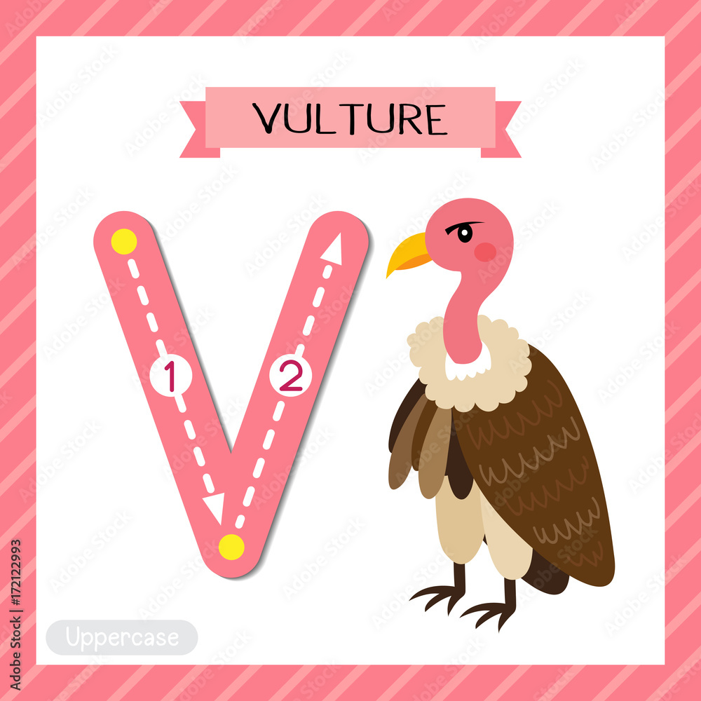 Letter V uppercase cute children colorful zoo and animals ABC alphabet  tracing flashcard of Vulture bird for kids learning English vocabulary and  handwriting vector illustration. Stock Vector | Adobe Stock