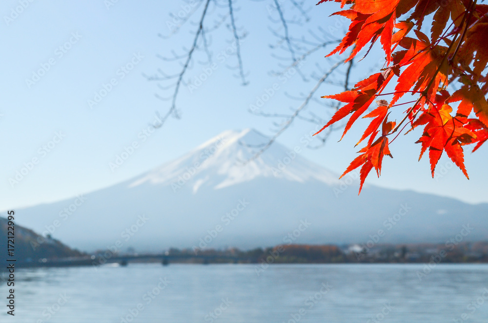 Fuji Mountain with momiji or maple leaves in autumn with blue sky at Lake kawaguchiko in japan.