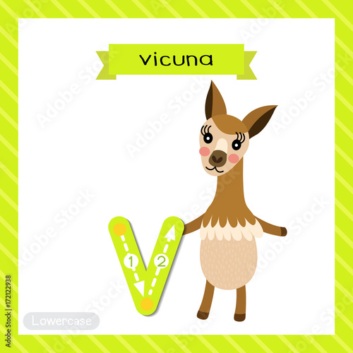 Letter V lowercase cute children colorful zoo and animals ABC alphabet tracing flashcard of Vicuna  standing on two legs for kids learning English vocabulary and handwriting vector illustration.