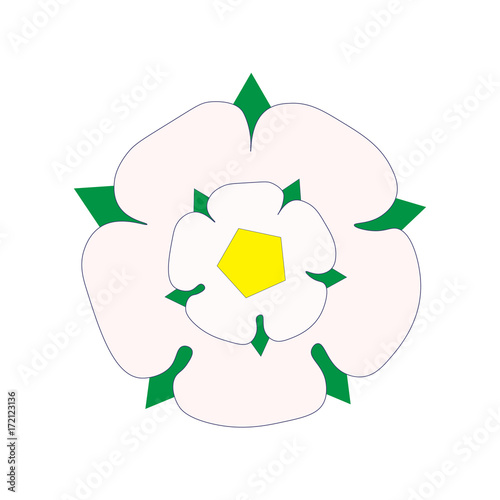 Vector illustration in a flat style: White Rose of York also know as Alba Yorkshire Rose.