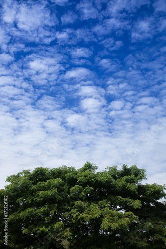 Blue sky and green leaf background © NVB Stocker