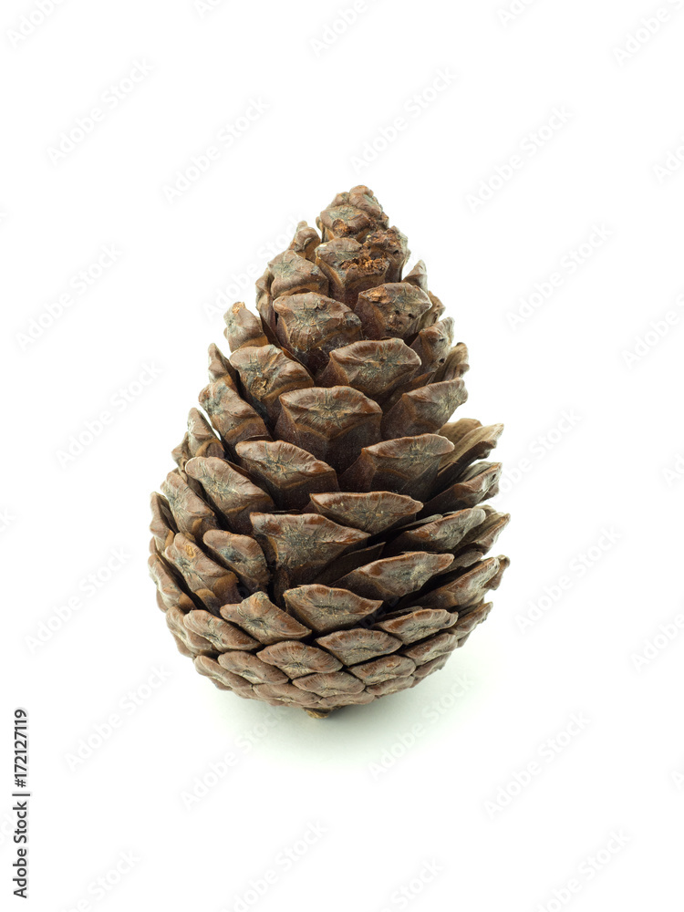 fir cone fir cone
