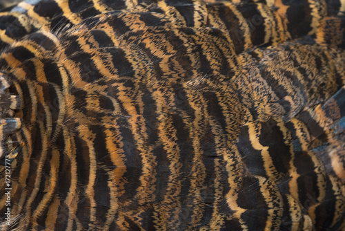 Closeup golden pheasant feathers