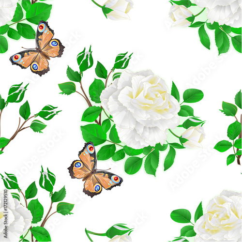 Seamless texture flower white rose  and buds  and a butterfly vintage  festive  background vector illustration editable hand draw