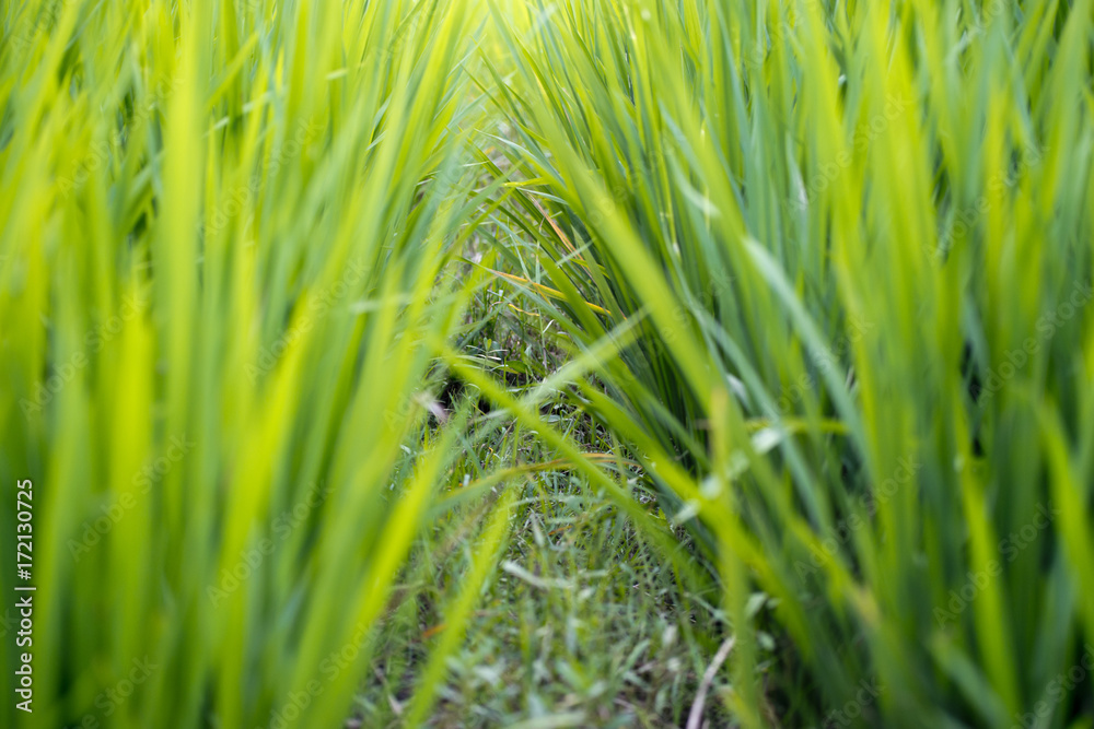 green rice paddy field agriculture in asia beautiful background divider green rice paddy field agriculture in asia beautiful background divider