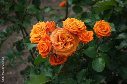 Bunch of bright orange flowers of rose