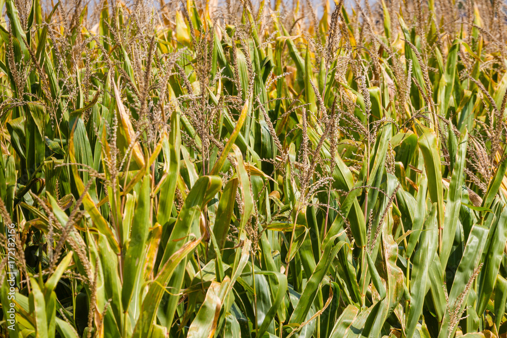 Obraz premium corn tassels in a corn field is nearing harvest time