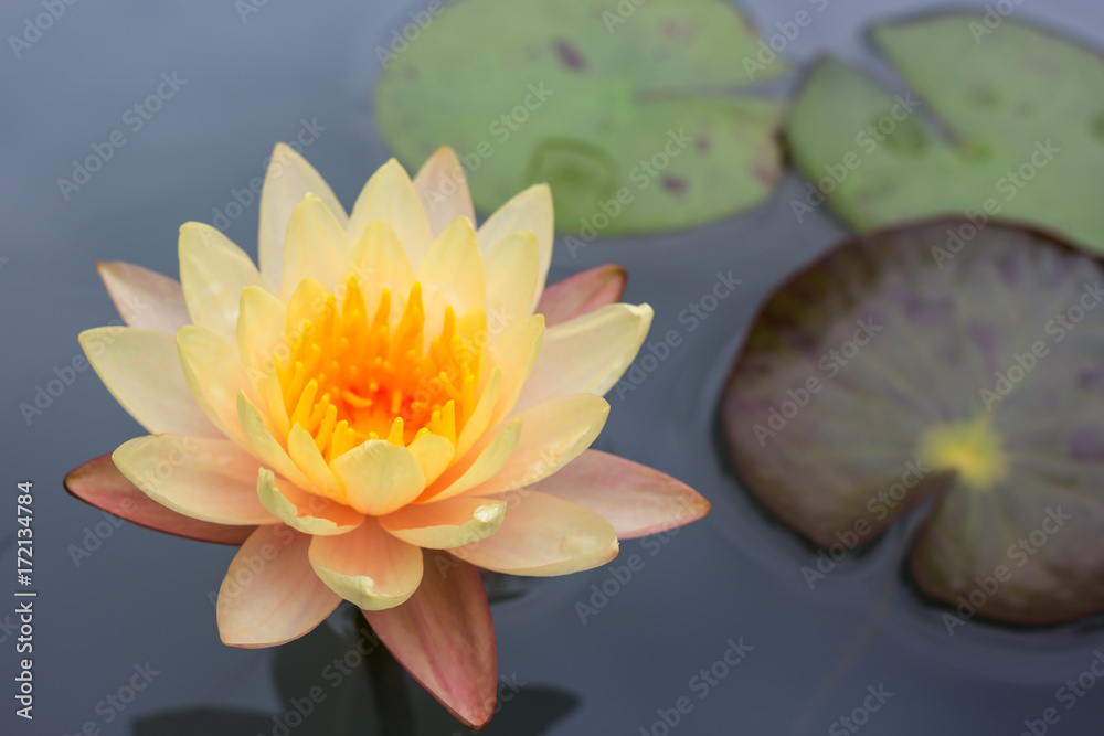 Beautiful lotus flower floating on water Beautiful lotus flower floating on water