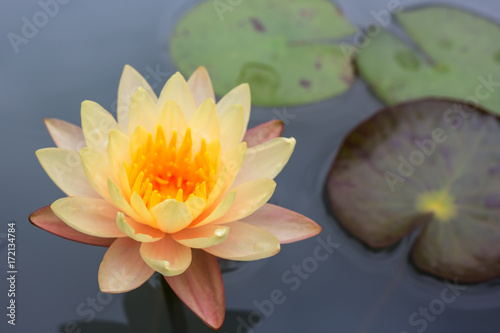 Beautiful lotus flower floating on water