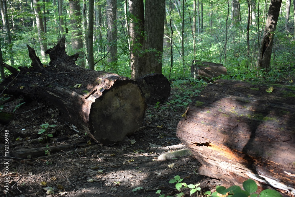 Cut Through Cut Through