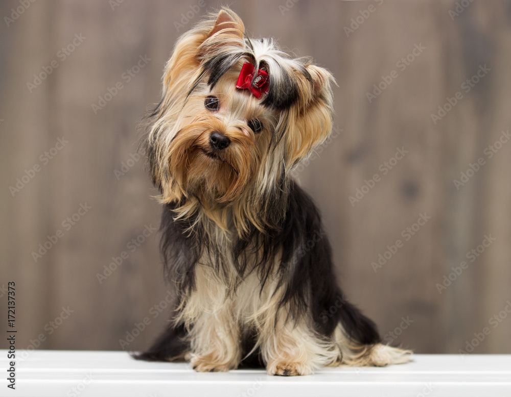 yorkshire terrier dog on a wooden background