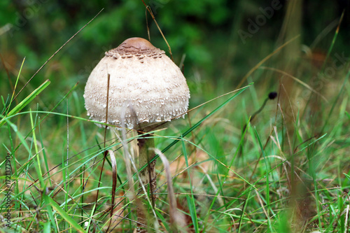 Rozites caperata mushroom grow in grass photo