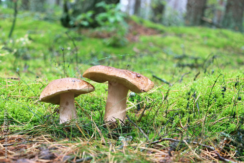 two boletus in the mushroom rain