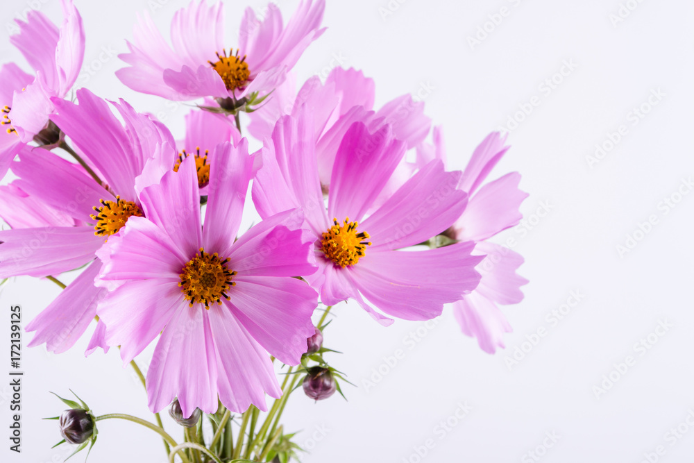 Summer flower pattern. Delicate cosmos pink flowers on white background Summer flower pattern. Delicate cosmos pink flowers on white background