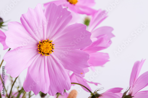 Summer flower pattern. Delicate  cosmos pink flowers on white background