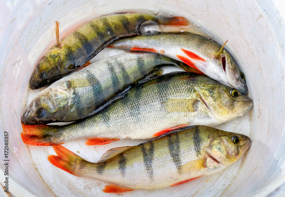 Fresh caught perch fishes Fresh caught perch fishes