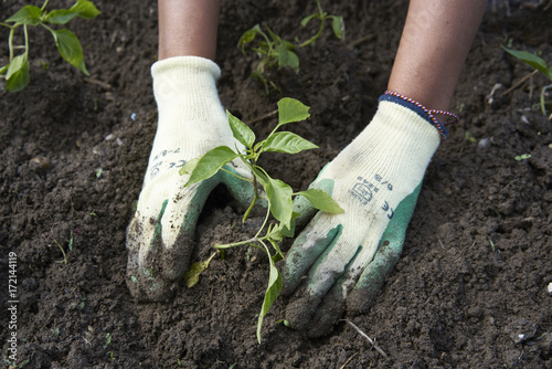 Bohnen pflanzen im Gemüsegarten
