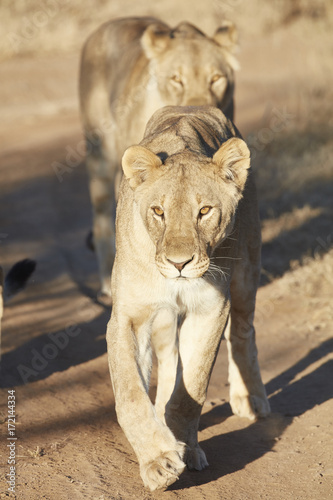 Two lions, Panthera leo bleyenberghi, in a line, walking, front view.  photo