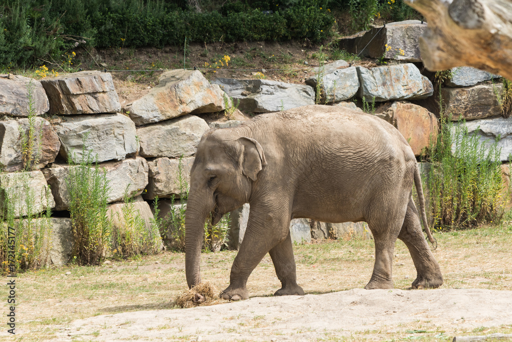 Fototapeta premium Eléphant