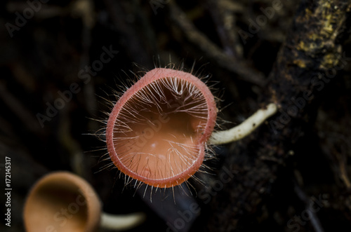 champagne mushroom in rain forest 