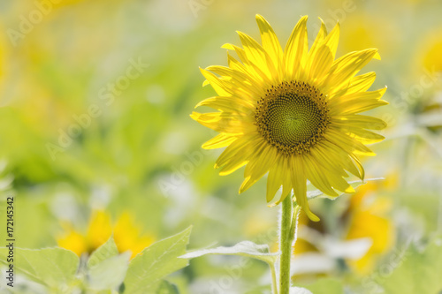 Closeup of Sunflower on a Sunny Day