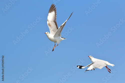 seagulls flying in the blue sky.