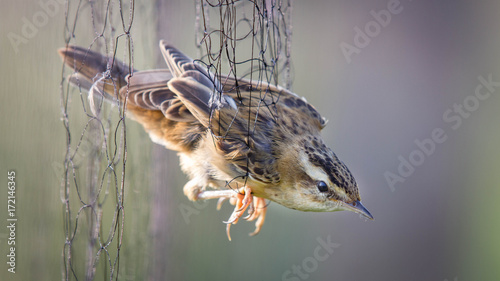 Bird in net photo